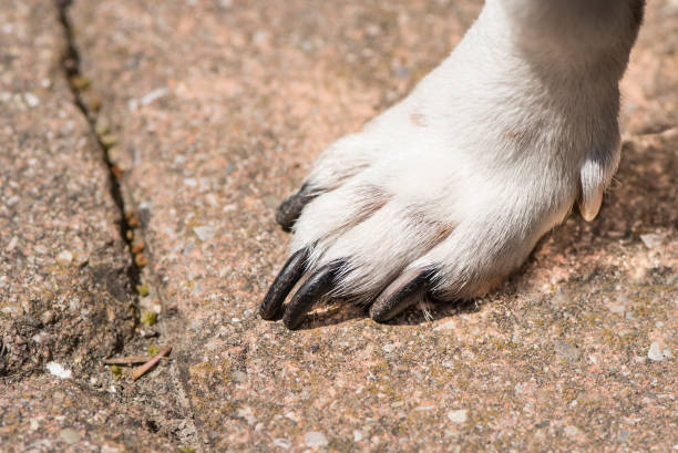 dogpaw - gato perro terrier de russell - almohadillas pata de animal fotografías e imágenes de stock