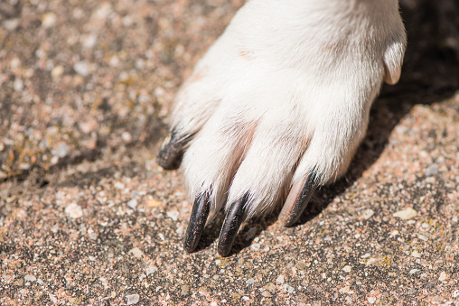 Dogpaw - gato perro terrier de russell photo