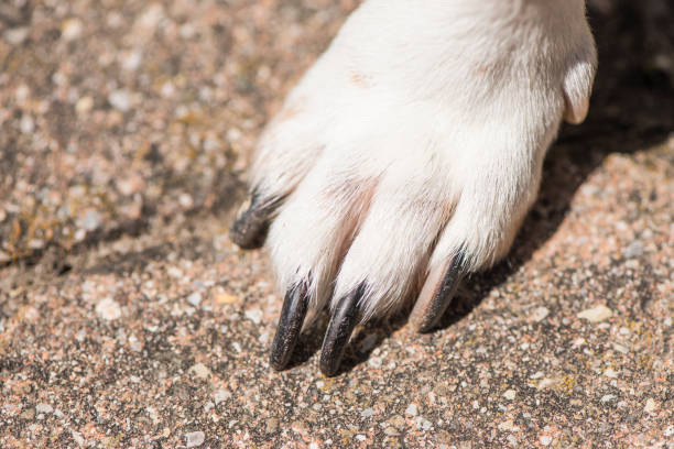 dogpaw - gato perro terrier de russell - almohadillas pata de animal fotografías e imágenes de stock