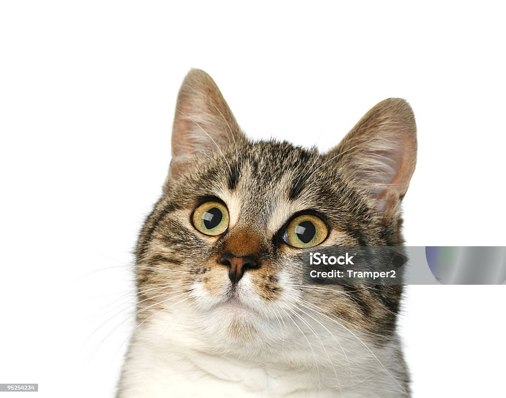 Kot Portret - Zbiór zdjęć royalty-free (Bez ludzi)