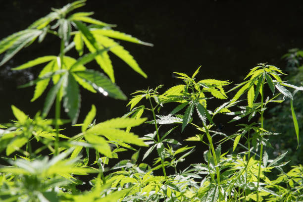 istock Wild agricultural hemp grows in the countryside 952544326