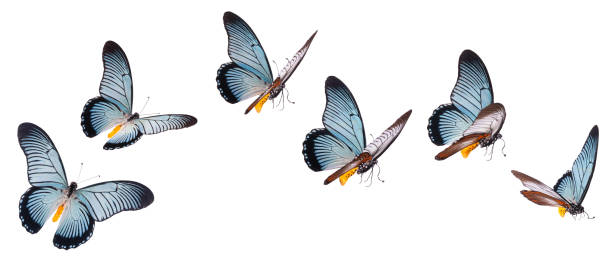istock Giant swallowtail butterfly isolated on white 952544900