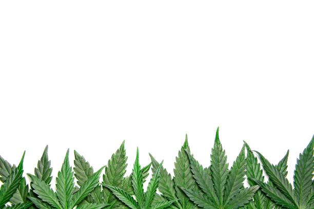 Cannabis leafs frame / border Green cannabis leafs border on white background with usable copy space on top weed leaf stock pictures, royalty-free photos & images