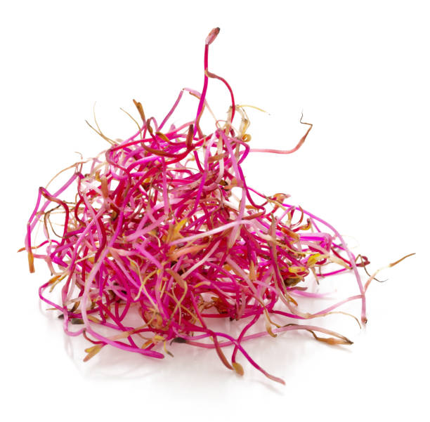 istock bunch of sprouted seeds of beetroot 952546566