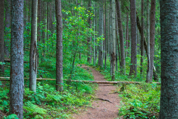 istock The road is in a pine forest. Summer time. 952547482