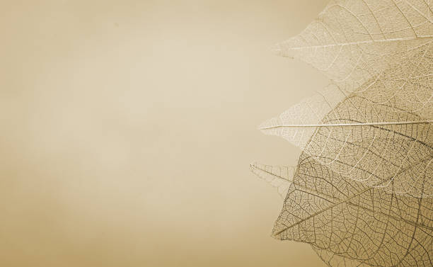 istock Skeleton leaves on blured background, close up 952551790