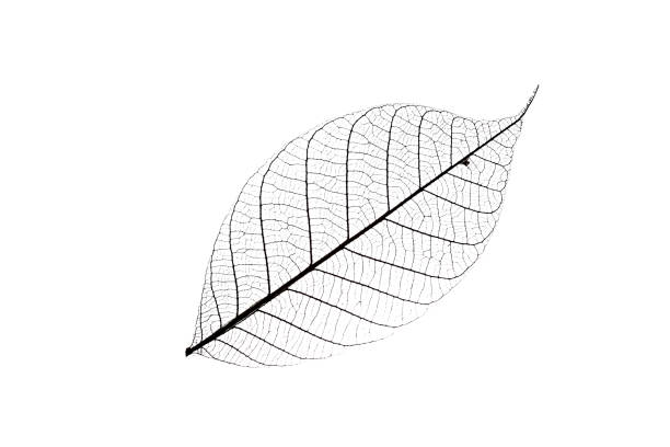 istock Skeleton of leaf on a white background. 952552120