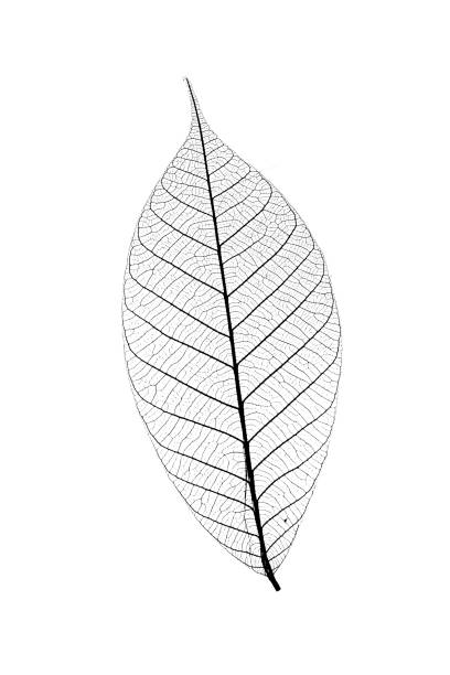 istock Skeleton of leaf on a white background. 952552156