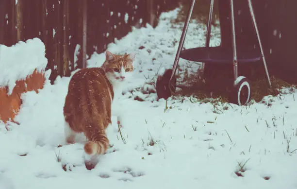 beautiful young ginger cat experiencing his first snow in the garden