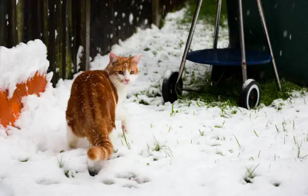 beautiful young ginger cat experiencing his first snow in the garden