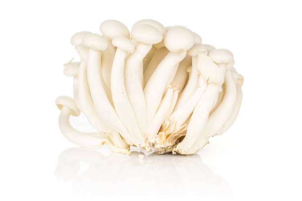 istock Fresh raw white shimeji mushroom isolated on white 952564662