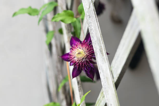 istock Purple clematis blooming in spring 952569152