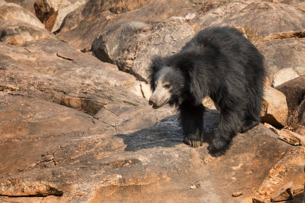 Sloth Bear In Wildlife Karnataka India Stock Photo - Download Image Now - Sloth Bear, India, Animal - iStock Sloth Bear In Wildlife Karnataka India Stock Photo - Download Image Now - Sloth Bear, India, Animal - iStock