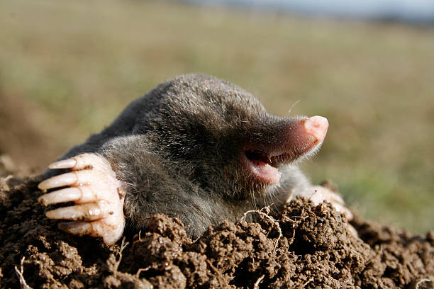 black mole hungry  animal den photos stock pictures, royalty-free photos & images
