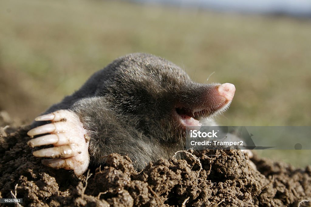 Preto mole fome - Foto de stock de Toupeira royalty-free