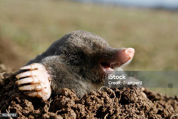 Foto de Preto Mole Fome e mais fotos de stock de Toupeira - Toupeira, Animal, Um Animal