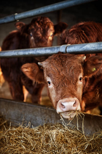 istock Cows eating at eco farm. 952576684