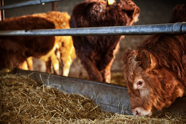 istock Cows eating at eco farm. 952577150