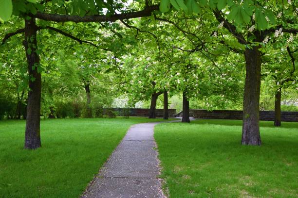 istock a beautiful park with trees. A stone lane in the middle 952582930