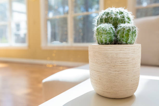 istock Potted cactus in a large home 952586806
