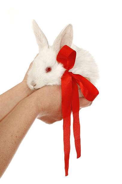 bunny sucre - bow pets small velvet photos et images de collection