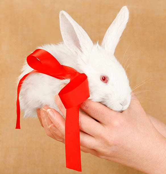 albino lapin présenter - bow pets small velvet photos et images de collection