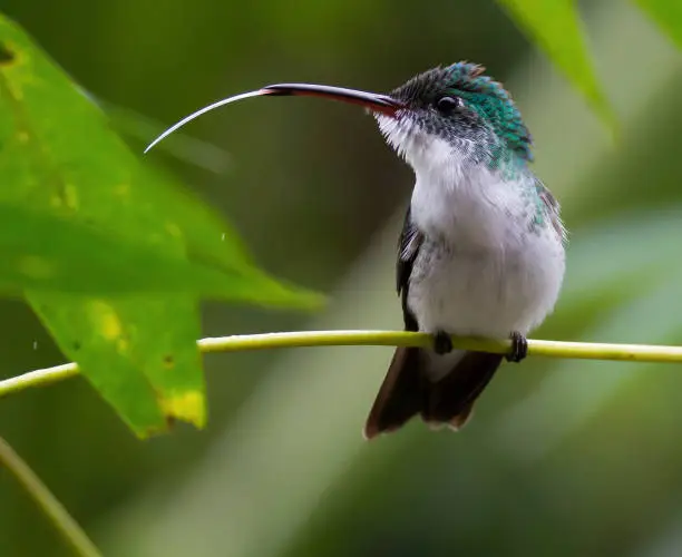 Andean green hummingbird on a branch with its tongue out, Mindo, Ecuador