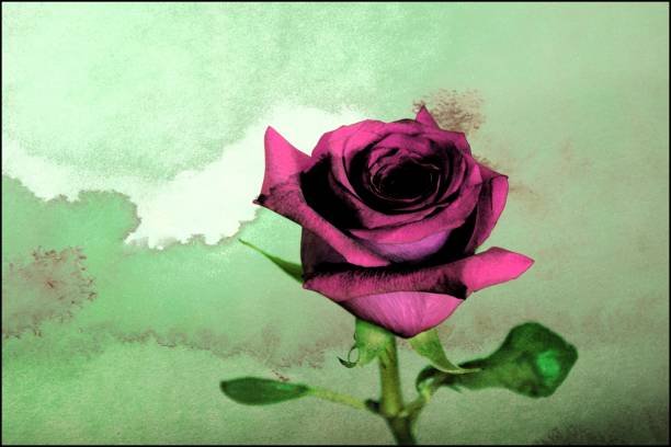 istock Red rose on a green textured background 952606906