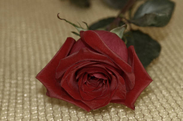 istock Luxurious dark red rose close-up lying on a golden grid 952606912