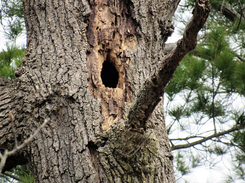 shot of big, beautiful tree with an animal den hole, springtime, Illinois