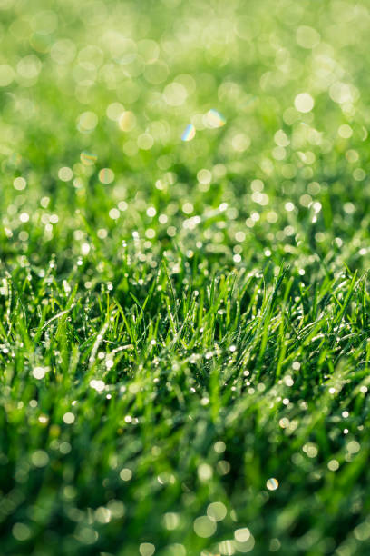 istock grass in the morning with water dews on it 952608136