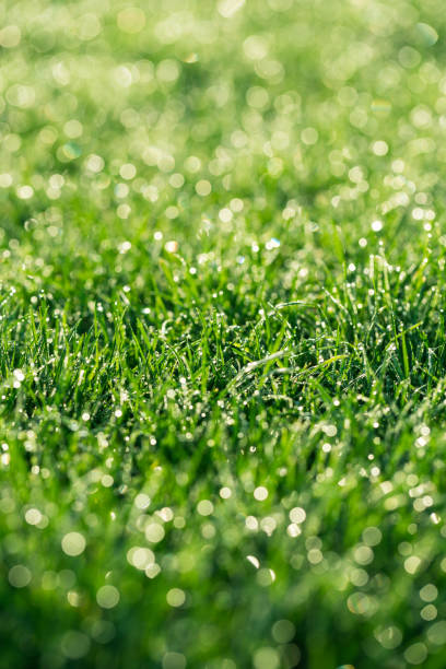istock grass in the morning with water dews on it 952608326