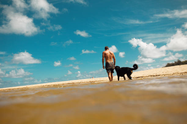 homem andando com o cachorro é na praia havaiana - underwater dog adult happiness - fotografias e filmes do acervo