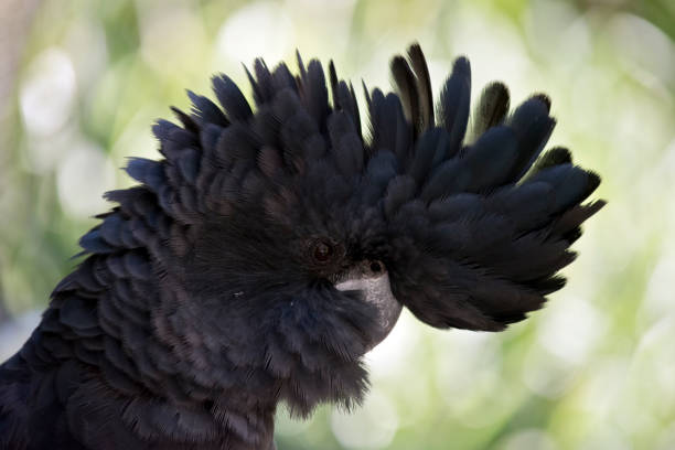 istock red tailed black cockatoo 952621240