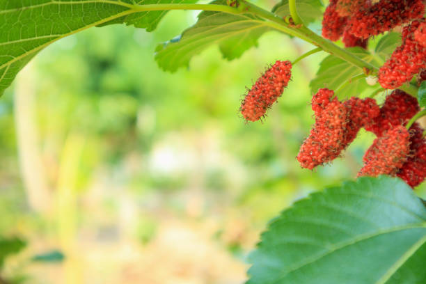 istock Fresh red mulberry fruits on tree branch 952626470