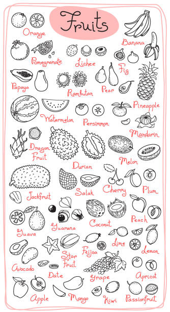 Set drawings of fruits for design menus, recipes and packages product. Vector Illustration Set drawings of fruits for design menus, recipes and packages product. Vector Illustration. rambutan stock illustrations