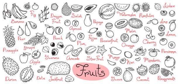 установите рисунки фруктов для разработки меню, рецептов и пакетов продукта. иллюстрация вектора - guava vegetable tropical climate fruit stock illustrations
