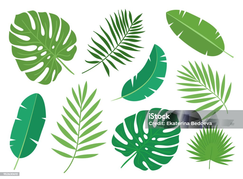 Conjunto de hojas de plantas exóticas tropicales aislada sobre fondo blanco. - arte vectorial de Hoja libre de derechos