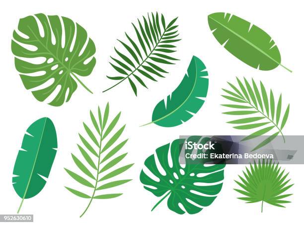Ilustración de Conjunto De Hojas De Plantas Exóticas Tropicales Aislada Sobre Fondo Blanco y más Vectores Libres de Derechos de Hoja
