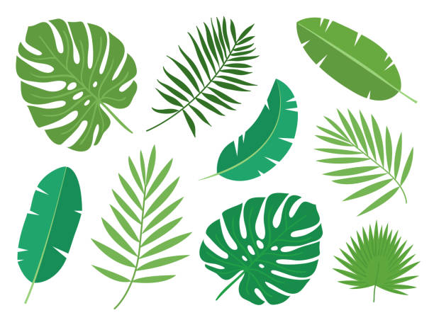 illustrations, cliparts, dessins animés et icônes de ensemble de feuilles de plantes exotiques tropicales isolé sur fond blanc. - feuille de palmier