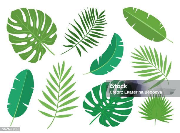 Tropical Exotic Plants Leaves Set Isolated On White Background Stock Illustration - Download Image Now