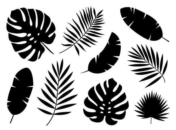 illustrazioni stock, clip art, cartoni animati e icone di tendenza di sagome nere di foglie di palma tropicale isolate su sfondo bianco. - palmleaf