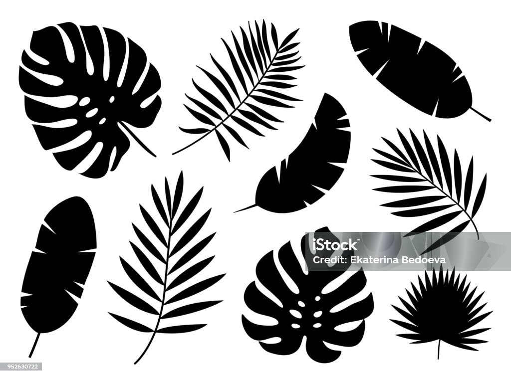 Black silhouettes of tropical palm leaves isolated on white background. Exotic plants leaves set. Vector illustration Leaf stock vector