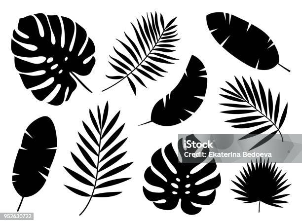 Black Silhouettes Of Tropical Palm Leaves Isolated On White Background Stock Illustration - Download Image Now