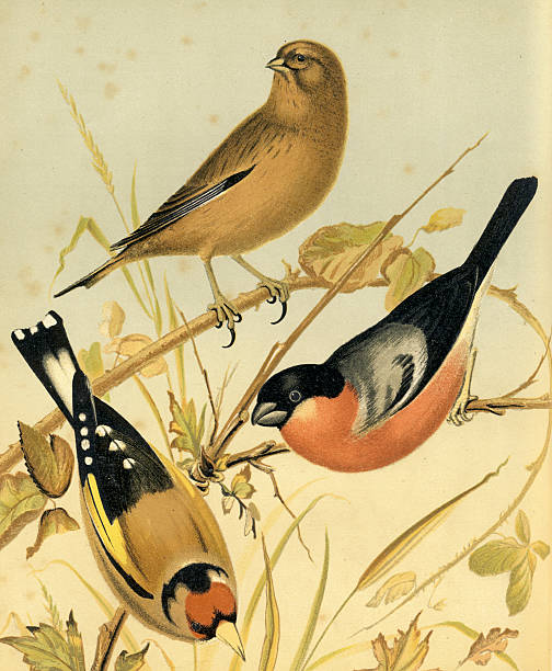 istock Antique Illustration of Finches 95263741