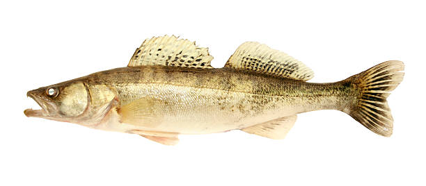 istock Close-up of a Zander fish isolated on white 95263864