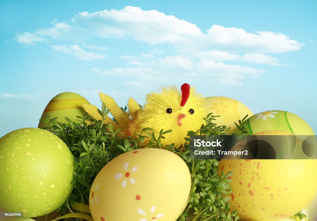 chicken and eggs  Animal Stock Photo