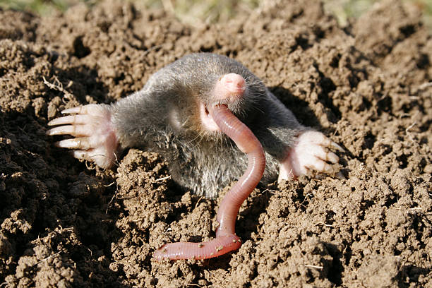 Hungry Mole Stock Photo - Download Image Now - Mole - Animal, Earthworm,  Animal - iStock