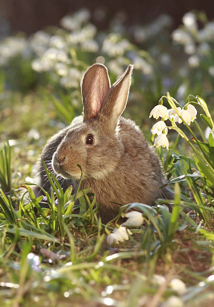brown hare  leucojum vernum stock pictures, royalty-free photos & images