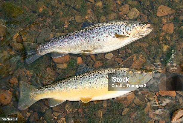 Truta Marisca - Fotografias de stock e mais imagens de Ao Ar Livre - Ao Ar Livre, Captura de Peixe, Corrente - Água corrente